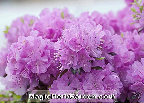 Rhododendron (Amy Kurume Azalea) - #2