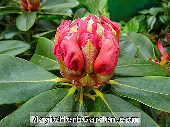 Rhododendron atlanticum (côte azalée de la côte de Nacoochee) - #2