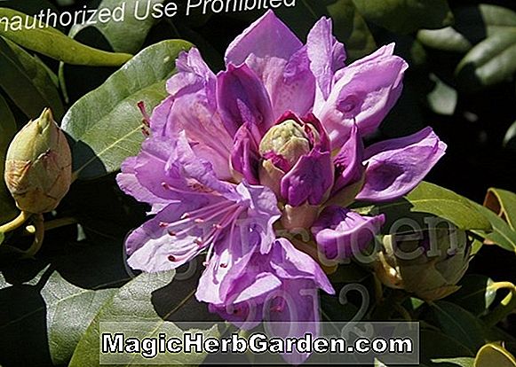 Rhododendron catawbiense (Blue Jay Catawba Rhododendron)