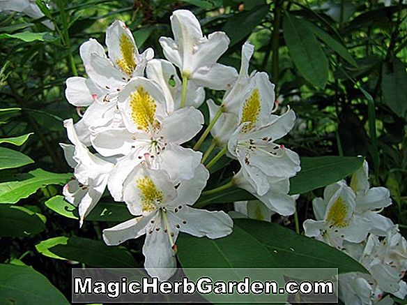 Plantes: Rhododendron catawbiense (Rhododendron blanc de Catawba de Loder)
