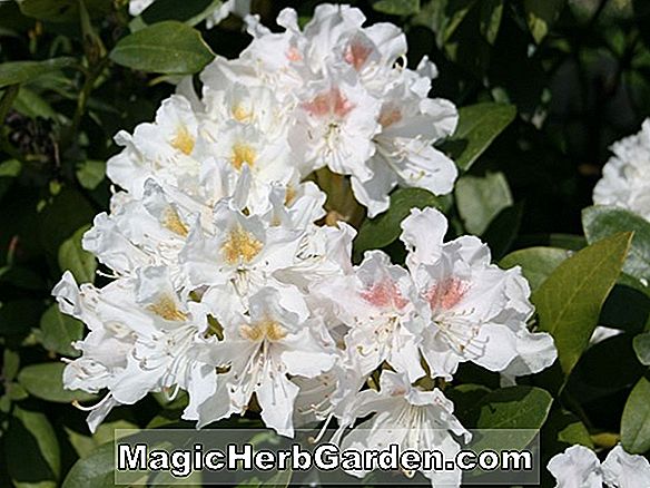 Rhododendron hybrida (azalée hybride de Alba Plena Odorata à Gand)