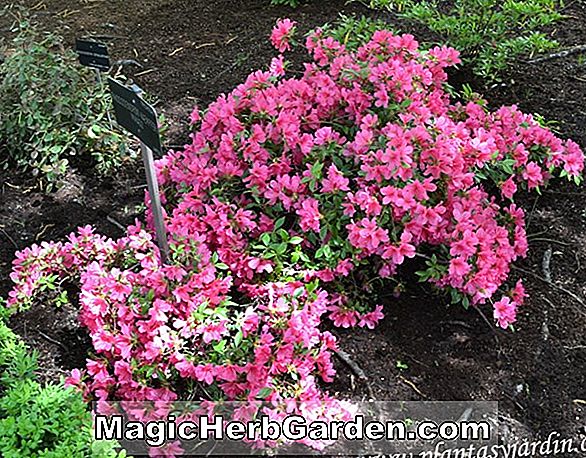 Rhododendron kaempferi (Azalée de la flamme rose royale) - #2