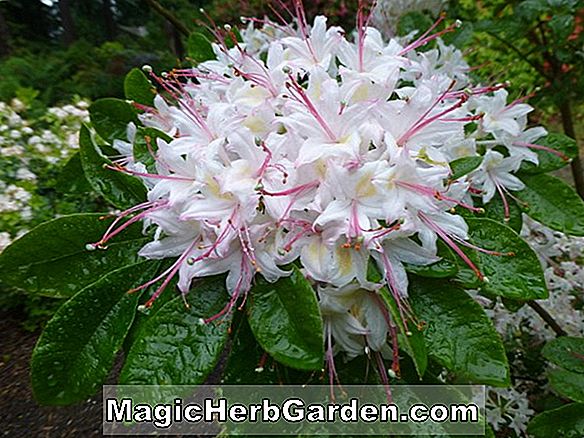 Rhododendron kiusianum (Good Times Kyushu Azalea) - #2