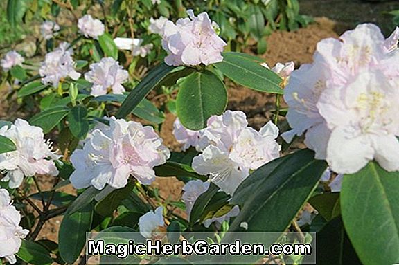 Plantes: Rhododendron (Molly Fordham P.J.M. Rhododendron)