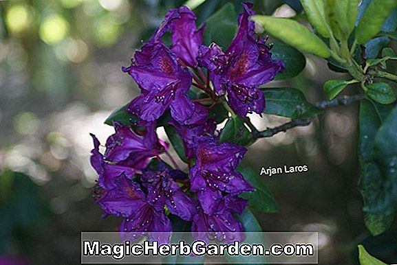 Rhododendron (Thomas A. Edison Mollis Hybride Azalée)