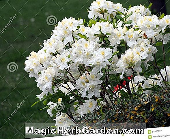 Plantes: Rhododendron (azalée blanche d'orchidées) - #2