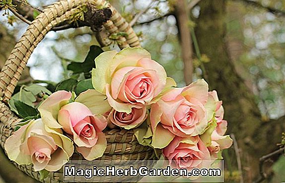 Plantes: Rosa (gris Dawn Rose)