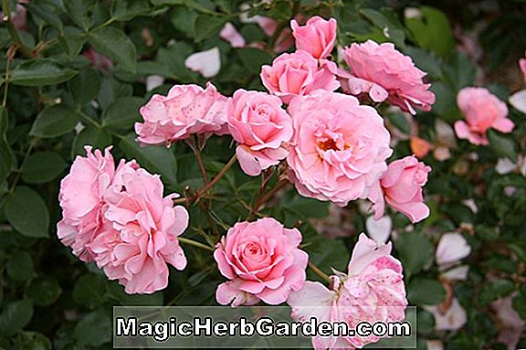 Plantes: Rosa (Rose Provins Panache Rose) - #2
