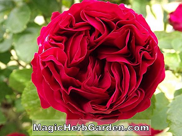 Plantes: Rosa (couverture rouge rose) - #2