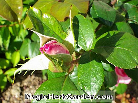 Növények: Rosa (Virgo Liberationem Rose)