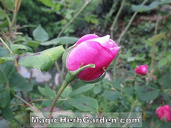Plantes: Rosa (Reine Bourbon Rose) - #2