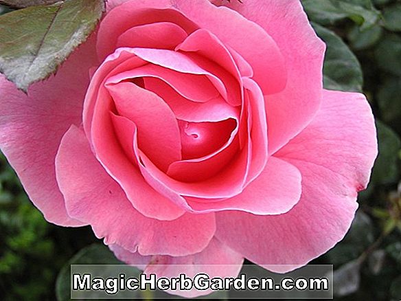 Rosa (English Holiday Rose)