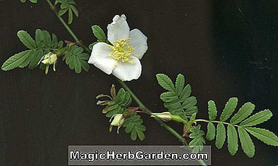 Rosa sericea (Rose de Thorn ailée)