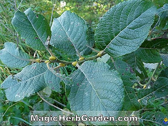 Salix caprea (saule pleureur)
