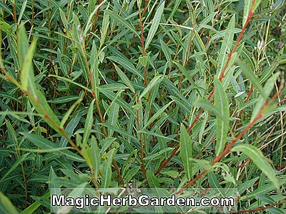 Salix elszíneződés (Pussy Willow)