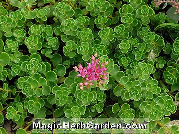 Sedum spurium (or carpette à deux rangs)