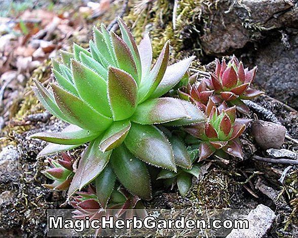 Plantes: Sempervivum tectorum (poules pourpres et poussins) - #2