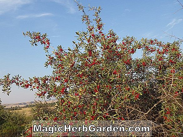 Shepherdia argentea (Silver Buffaloberry)