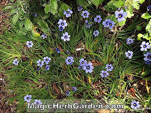 Sisyrinchium bermudiana (herbe aux yeux bleus)