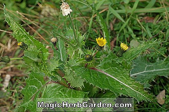 Sonchus asper (chardon épineux)