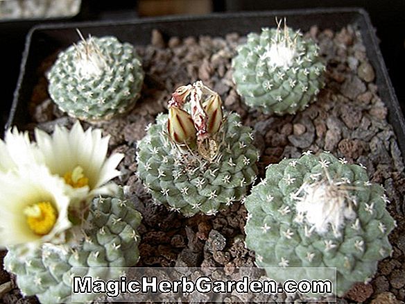 Strombocactus disciformis (Cactus)