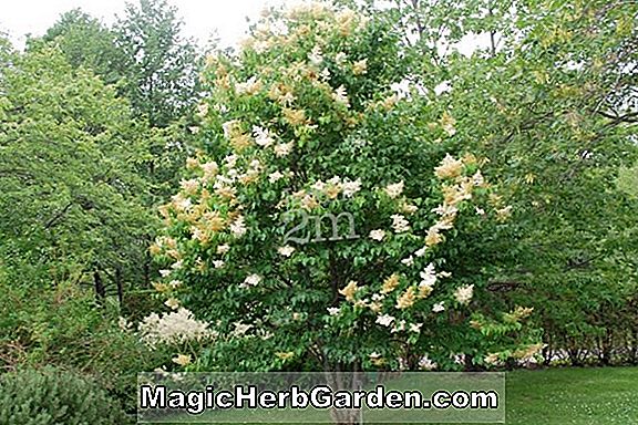 Syringa reticulata (Lilas japonais) - #2