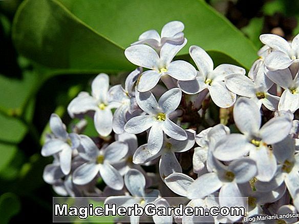 Syringa vulgaris (Président Lincoln Common Lilac) - #2