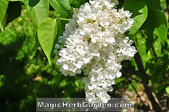 Syringa vulgaris (Mme. Florent Stepman Lilas commun)