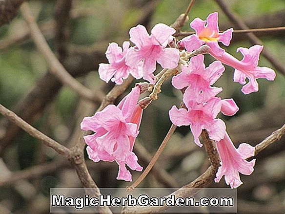 Tabebuia rosea (Rózsaszín Poui Tabebuia)