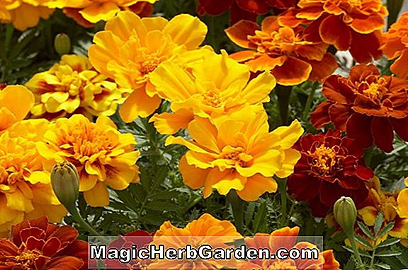 Plantes: Tagetes patula (Royal King Marigold) - #2