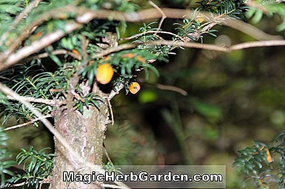 Plantes: Taxus baccata (If fructu-luteo) - #2