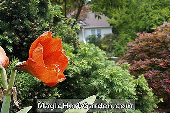 Thuja occidentalis (Pendula American Arborvitae)