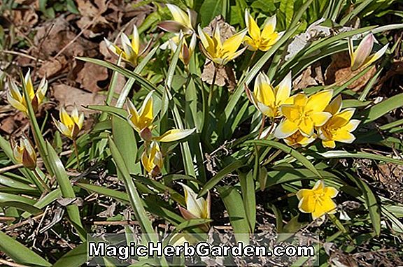 Tulipa (oiseau du paradis Tulip)