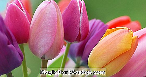 Tulipa (tulipe de maquillage)