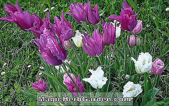 Tulipa (Tulipe de mariée rougissante) - #2