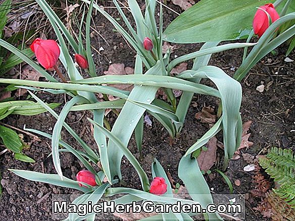 Tulipa (Esther Tulip)