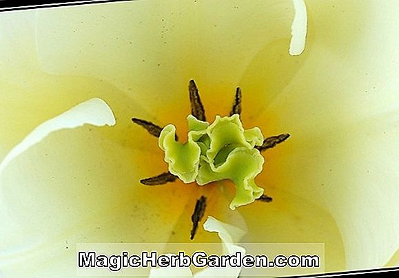 Plantes: Tulipa (tulipe de la mode)