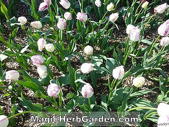 Növények: Tulipa (Apeldoorn tulipán) - #2