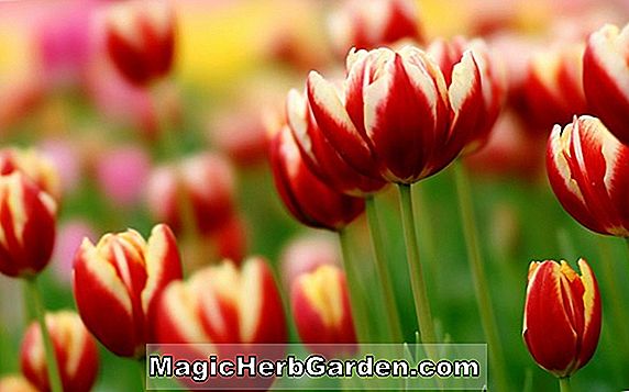 Tulipa (Tulipe de perroquet à l'abricot)