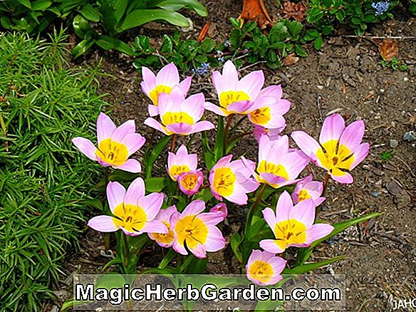 Tulipa (Tulipe Lilac Perfection)