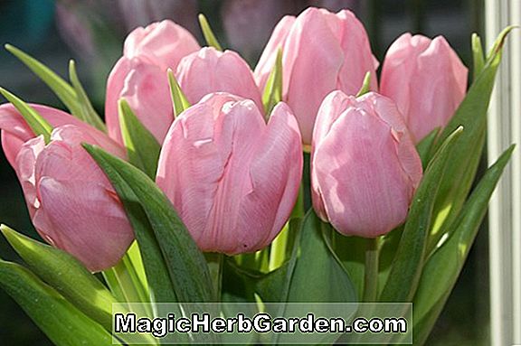 Tulipa (Susan Oliver Tulip)