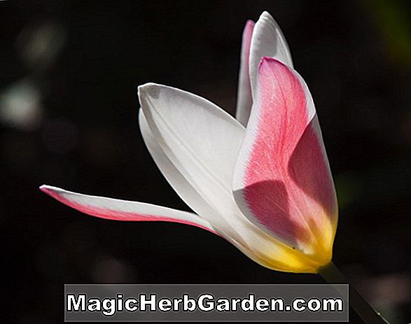 Tulipa clusiana (Clusiana Tulip)