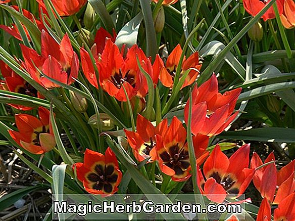 Tulipa hageri (Tulipe de Hager)