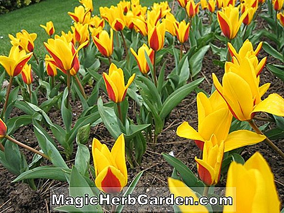 Tulipa kaufmanniana (tulipe de Cimarosa)