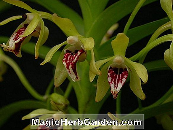 Vanda (orchidée Rothschildiana)