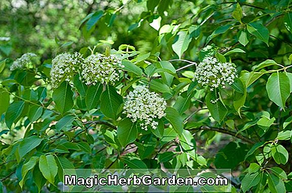 Növények: Viburnum lentago (Sheepberry)