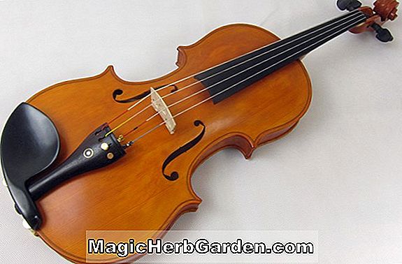 Viola (alto Jackanapes)