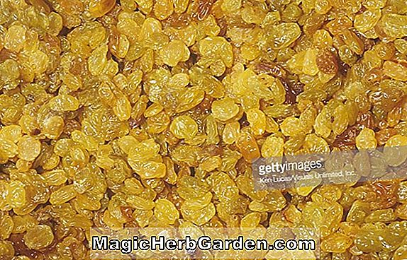 Vitis (raisin Golden Muscat)