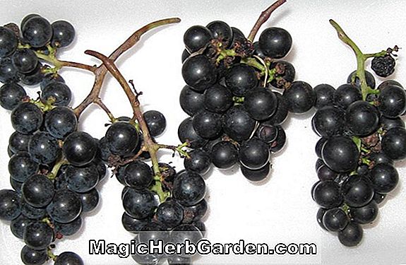 Vitis (Ravat 34 Grape)