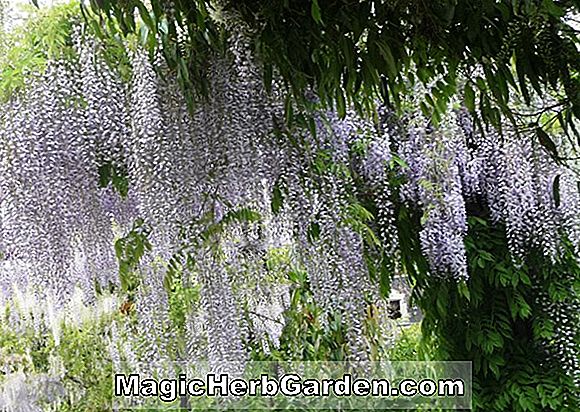 Plantes: Wisteria floribunda (glycine japonaise) - #2